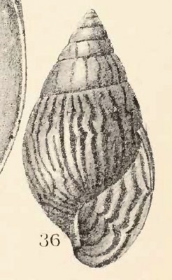 A. smithii.jpg