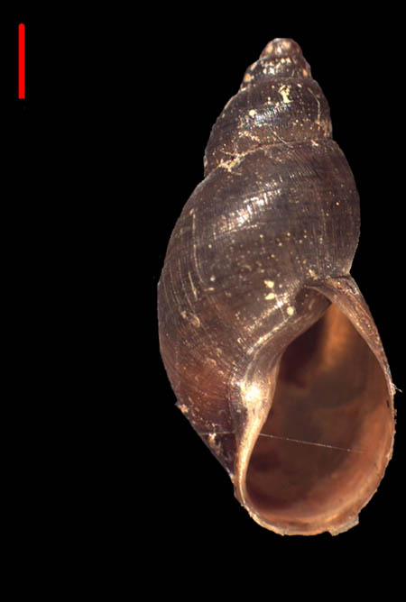 atra guba-1 sp st 8 16.7.6 0.8 f2 (линейка - 25 мм).jpg