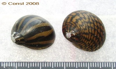 Neritina natalensis.jpg