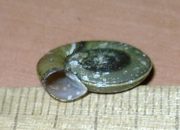 Planorbis sp. 3.jpg