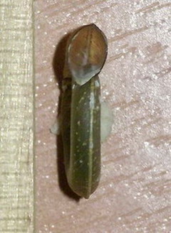 Planorbis sp.4.jpg