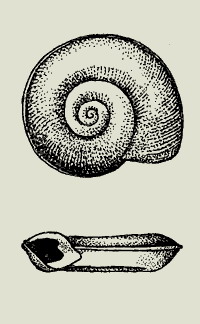 Planorbis carinatus.jpg