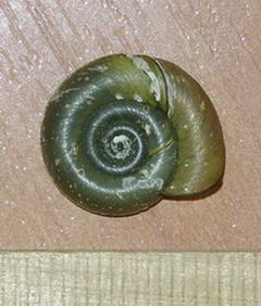 Planorbis sp. 5.jpg