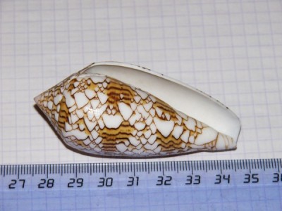 P1090088_1.jpg