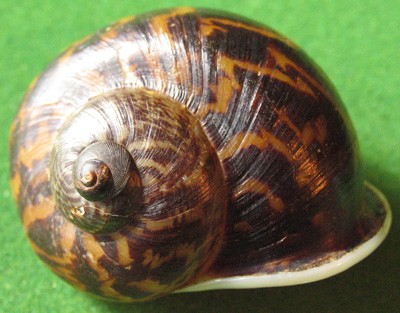 snail_vietnam_1.jpg