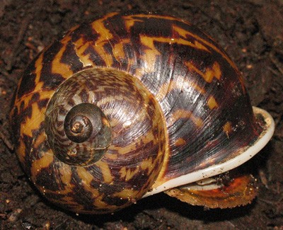 snail_vietnam_2.jpg