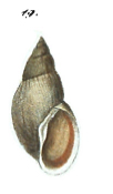 L. fulva.jpg