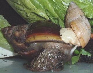 fulica_iredalei_mating.jpg