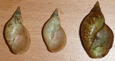P1050063.JPG