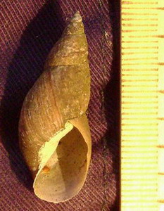 Прудовик болотный.jpg