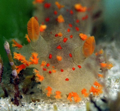Triopha3.jpg
