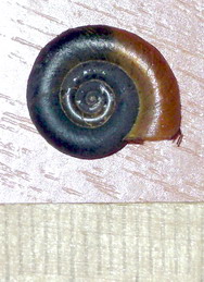 Planorbis pl..jpg