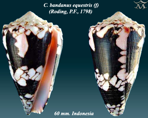 Conus  bandanus equestris