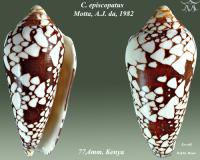 Conus episcopatus 