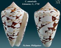 Conus ammiralis   