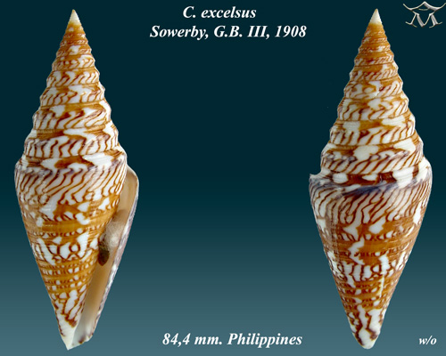 Conus excelsus 