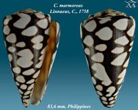 Conus marmoreus 