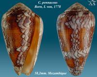 Conus pennaceus 