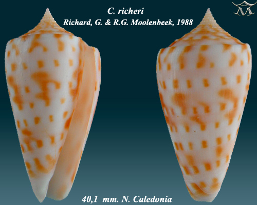 Conus  richeri 