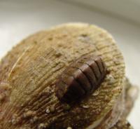 Панцырный моллюск (Polyplacophora) на раковине гребешка