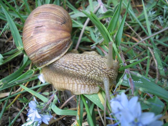 Helix pomatia (Березовский лес, Одесская область)