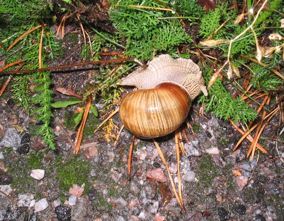 Helix pomatia (полуостров Ханко, Финляндия)