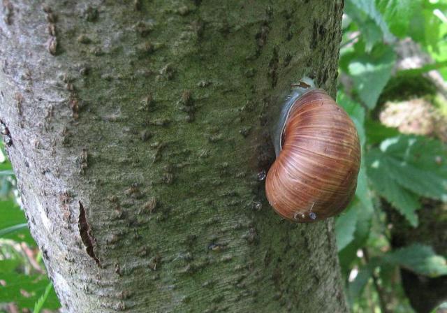 Helix pomatia, Подмосковье 1