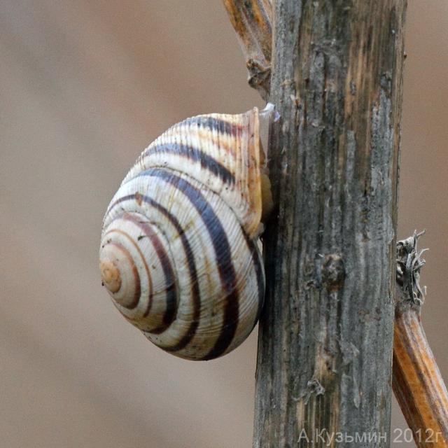 Cepaea vindobonensis