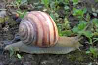 Helix albescens