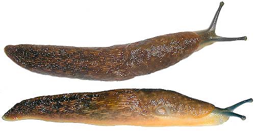 Limax flavus