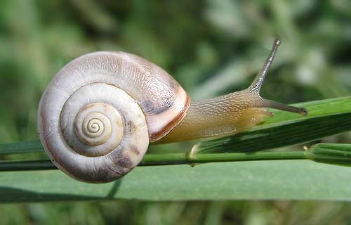 Monacha cartusiana