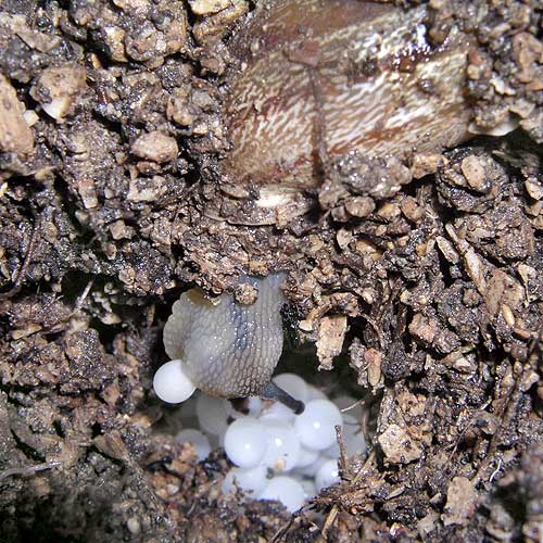Яйцекладка Eobania vermiculata