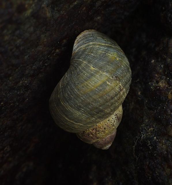 Littorina saxatilis на камне