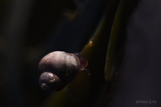 Littorina saxatilis