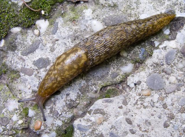 Limax maculatus