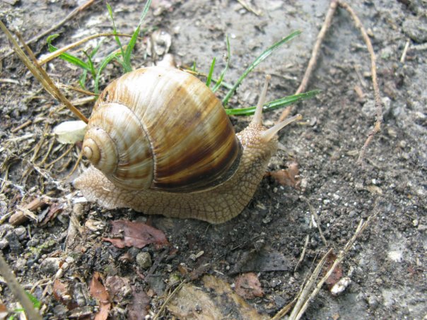 Helix lucorum Linnaeus, 1758, Крым