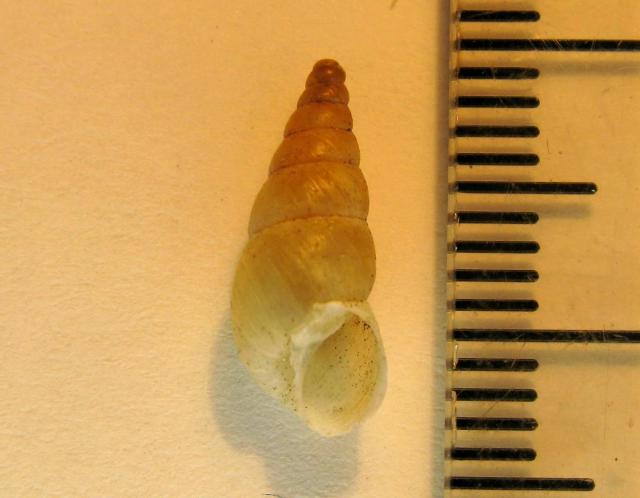 Peristoma merduenianum