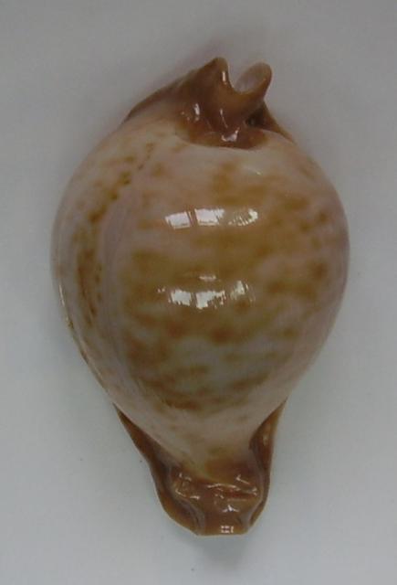 Сypraea(Umbilia) petilirostris