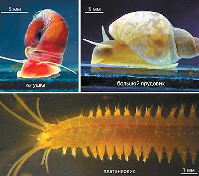 Подопытные моллюски (вверху) и морской многощетинковый червь платинереис (в середине). Внизу приведена схема жизненного цикла платинереиса, одного из трохофорных животных