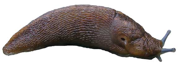 limax_flavus.jpg