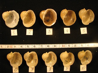R. cf. ampla_1.jpg