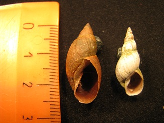 Какой вид справа_1.jpg