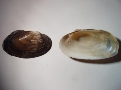 Crassiana musiva (stevenianus) р.Черная, Крым.jpg
