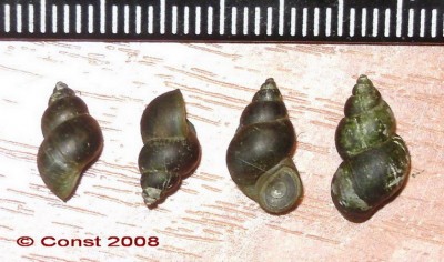 Bithynia_sp..jpg