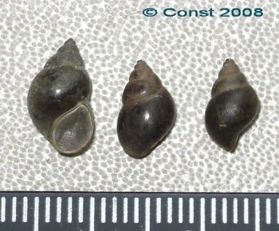 Bith_tentaculata.jpg