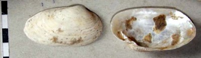 bivalve.jpg