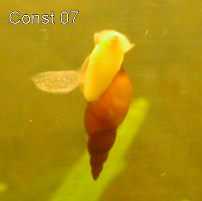 Stagnicola_sp.jpg