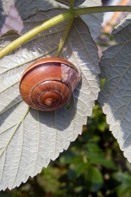 CRW_4246.jpg