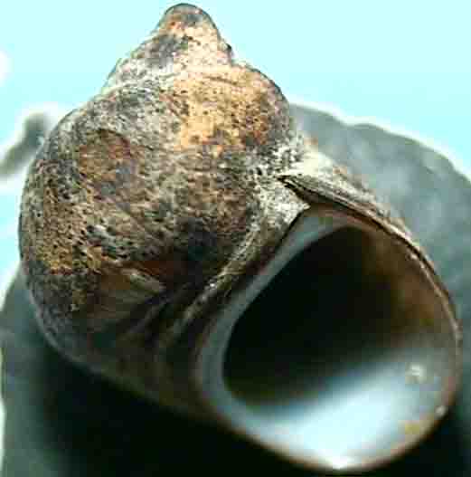 lithoglyphus piramidatus-mal.jpg