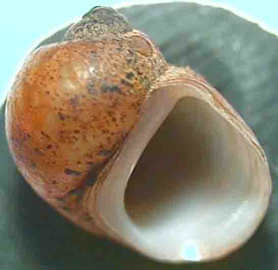 lithoglyphus apertus-mal.jpg